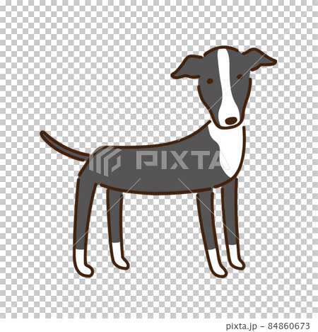 イタリアングレイハウンド シンプルでかわいい犬のイラストのイラスト素材