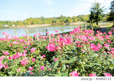 バラの花 ピンクノックアウト バラの花 ピンクノックアウト 84860733