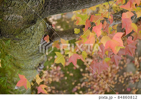 橋の上から見下ろす 紅葉 橋の上から見下ろす 紅葉 84860812