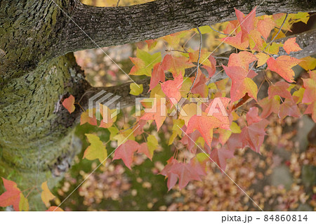 紅葉 見下ろし目線 紅葉 見下ろし目線 84860814