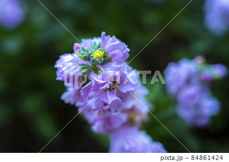 花のアップ素材 84861424