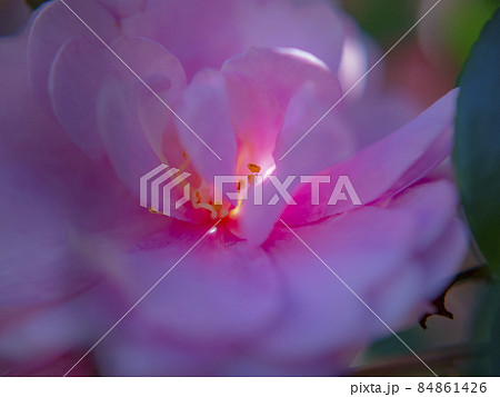 花のアップ素材 84861426