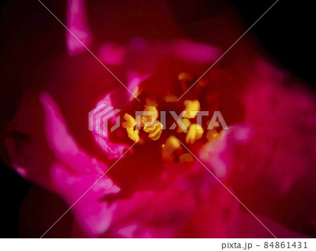 花のアップ素材 84861431