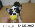 黄色い犬用おもちゃを咥えて引っ張り遊びをしている黒いコーギー犬 84861902