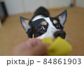 黄色い犬用おもちゃを加えて飼い主に視線を送る黒いコーギー犬 84861903