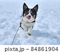 雪の中で舌なめづりしながら走ってくる黒いコーギー犬 84861904