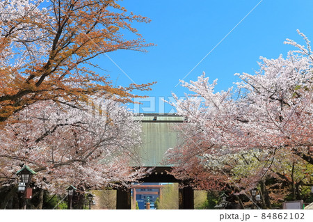 【東京都】桜満開の靖国神社 84862102