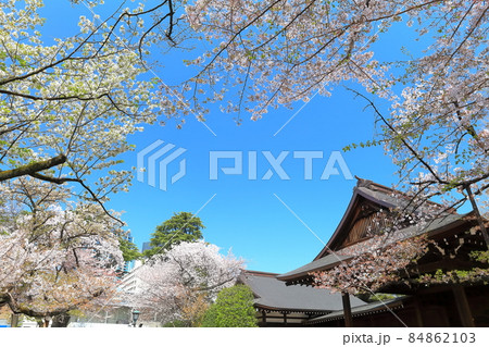 【東京都】桜満開の靖国神社 84862103
