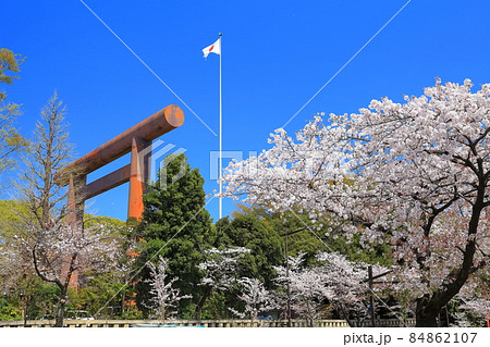 【東京都】桜満開の靖国神社 【東京都】桜満開の靖国神社 84862107