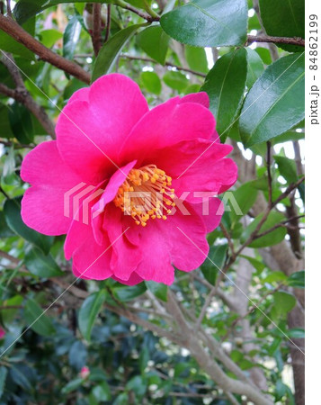 山茶花　ピンク　Camellia sasanqua　接写 84862199
