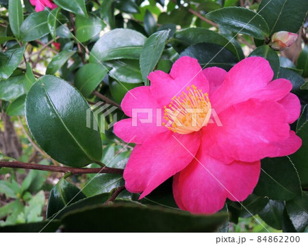 山茶花 　Camellia sasanqua　アップ　濃ピンク 84862200
