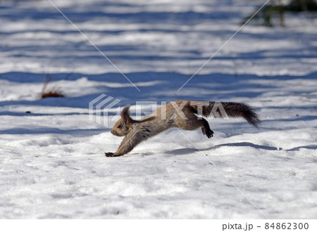 エゾリス 84862300