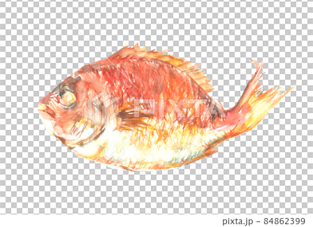 鯛, 水彩, 魚, 描かれた 鯛， 水彩， 魚， 描かれた｜アート・写真