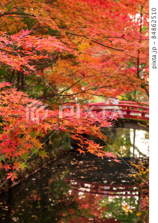 鎌倉国宝館前紅葉 84862510