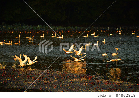 大山下池の白鳥 84862818