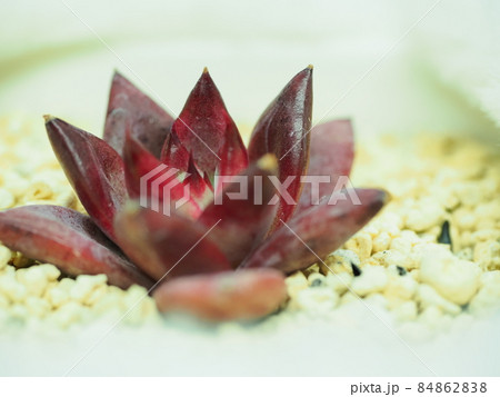 多肉植物ロビン×ワイルドコロラータ 84862838