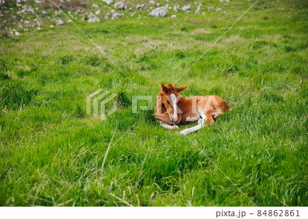 A small horse stallion lies in the green grass 84862861