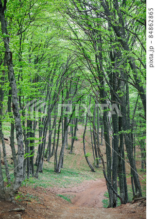 beautiful landscape dirt road and green forest 84862865