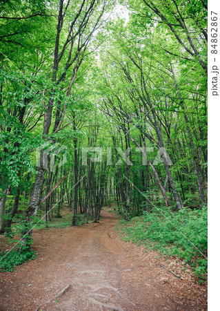 beautiful landscape dirt road and green forest beautiful landscape dirt road and green forest 84862867