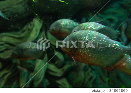 a school of fish swims in dark seawater 84862869