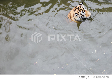 tiger swims in the water of the river for hunting 84862870