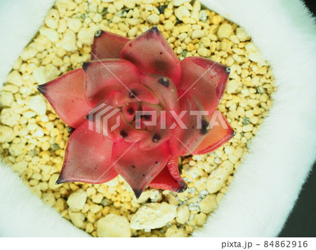 多肉植物ロメオ 多肉植物ロメオ 84862916