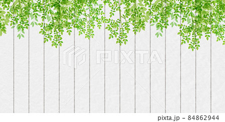 新緑 葉 壁 背景 新緑 葉 壁 背景 84862944