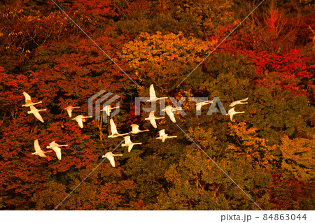 大山下池の白鳥 大山下池の白鳥 84863044