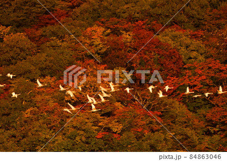 大山下池の白鳥 大山下池の白鳥 84863046