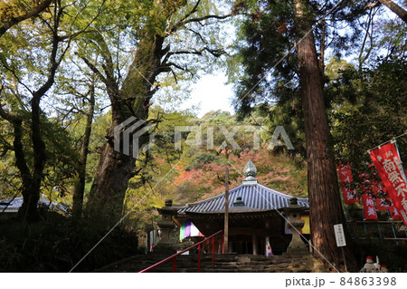 龍蔵寺 イチョウ 紅葉 山口県山口市 紅葉狩り 龍蔵寺 イチョウ 紅葉 山口県山口市 紅葉狩り 84863398