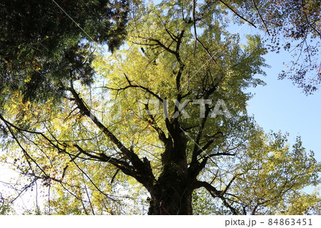 龍蔵寺 イチョウ 紅葉 山口県山口市 紅葉狩り 龍蔵寺 イチョウ 紅葉 山口県山口市 紅葉狩り 84863451
