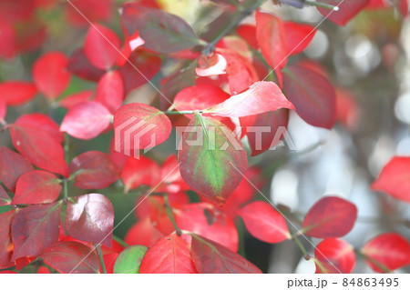 錦木（ニシキギ）の紅葉 84863495