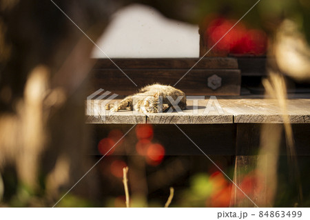 浄瑠璃寺の猫 84863499