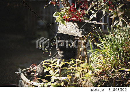 浄瑠璃寺の猫 84863506