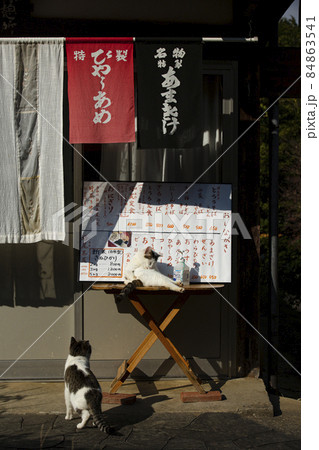 地域猫 地域猫 84863541