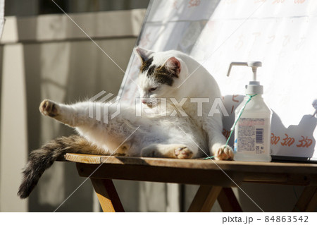 地域猫 地域猫 84863542