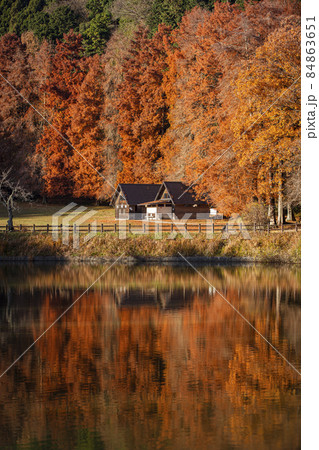 晩秋の矢田山遊びの森 晩秋の矢田山遊びの森 84863651