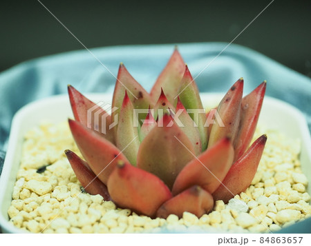 多肉植物ローズガーネット 多肉植物ローズガーネット 84863657