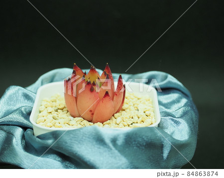 多肉植物モーガン 多肉植物モーガン 84863874