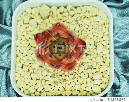 多肉植物モーガン 多肉植物モーガン 84863875