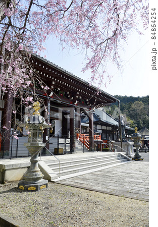 春の本圀寺　大本堂　京都市山科区 84864254