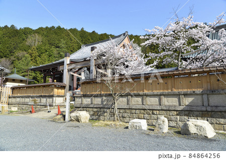 春の本圀寺 境内 京都市山科区 春の本圀寺 境内 京都市山科区 84864256