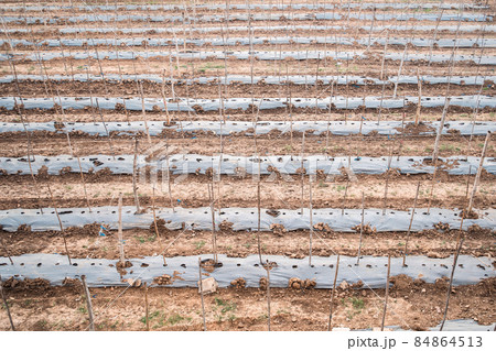 Agriculture farm 84864513