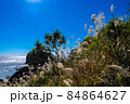 健児の塔の浜のススキ 84864627
