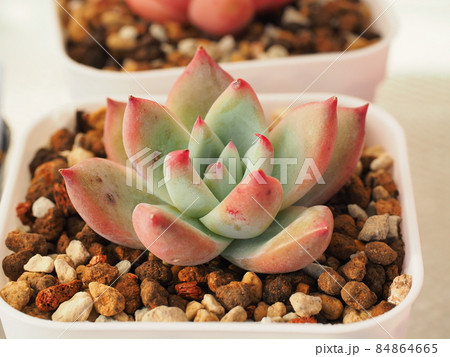 多肉植物ワイルドコロラータ 多肉植物ワイルドコロラータ 84864665