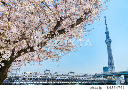 東京都台東区　東京スカイツリーと満開の桜　～隅田公園より～ 84864761