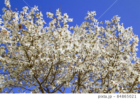 コブシ（田打ち桜） 84865021