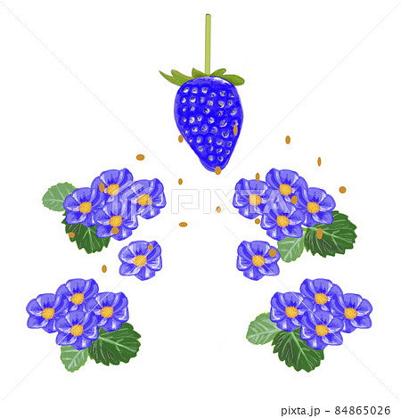 青いいちごの種と花葉のイラスト素材