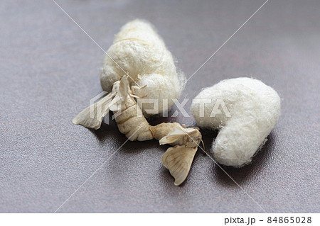 Close up shot of heart shape cocoons and mating moth butterflies Close up shot of heart shape cocoons and mating moth butterflies 84865028