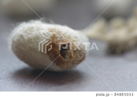 Empty silk cocoon shell silk moth comes out from it Empty silk cocoon shell silk moth comes out from it 84865033